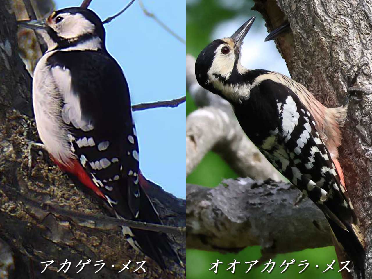 アカゲラ、オオアカゲラのメスの違い