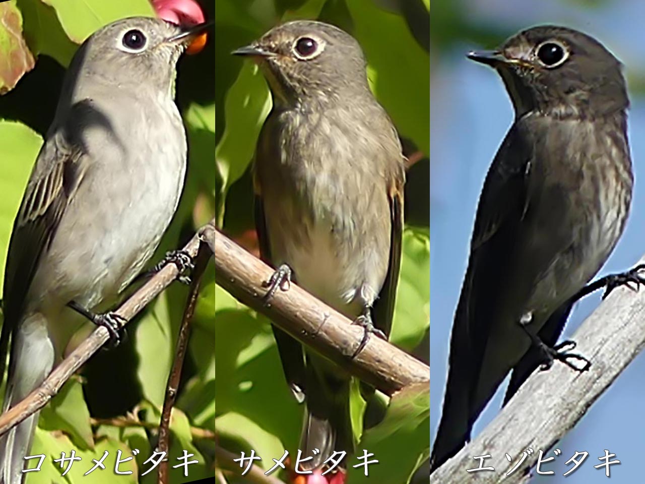 サメビタキ、サメビタキ、エゾビタキの比較画像。目のアイリングや体の色の違いが並べて分かるようになっています。