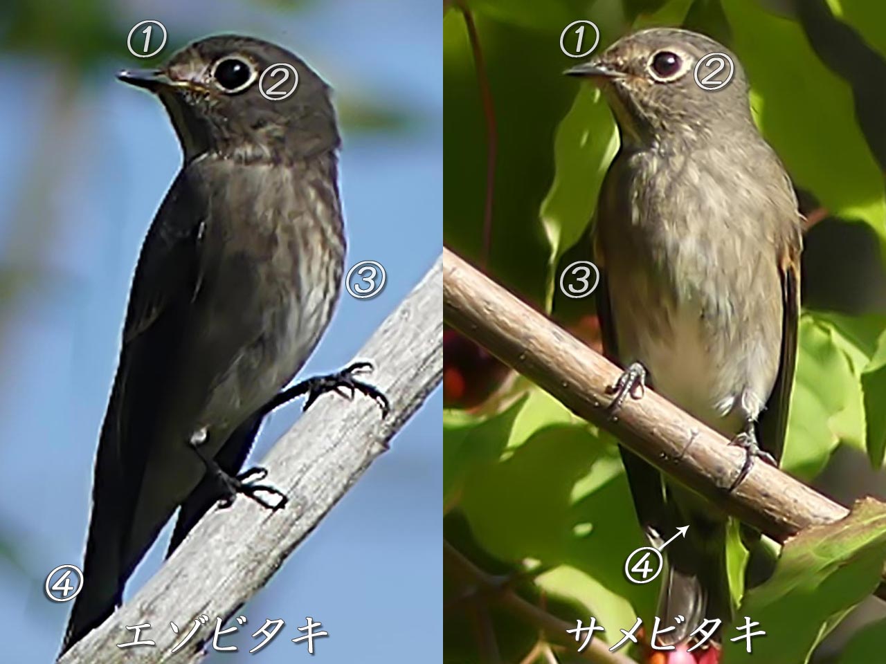 サメビタキとエゾビタキの違いを示す注釈付き画像。①〜④の番号に特徴を解説。