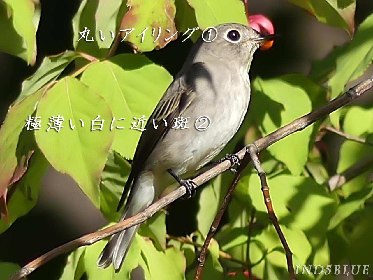 コサメビタキの特徴画像。番号にて特徴を解説。