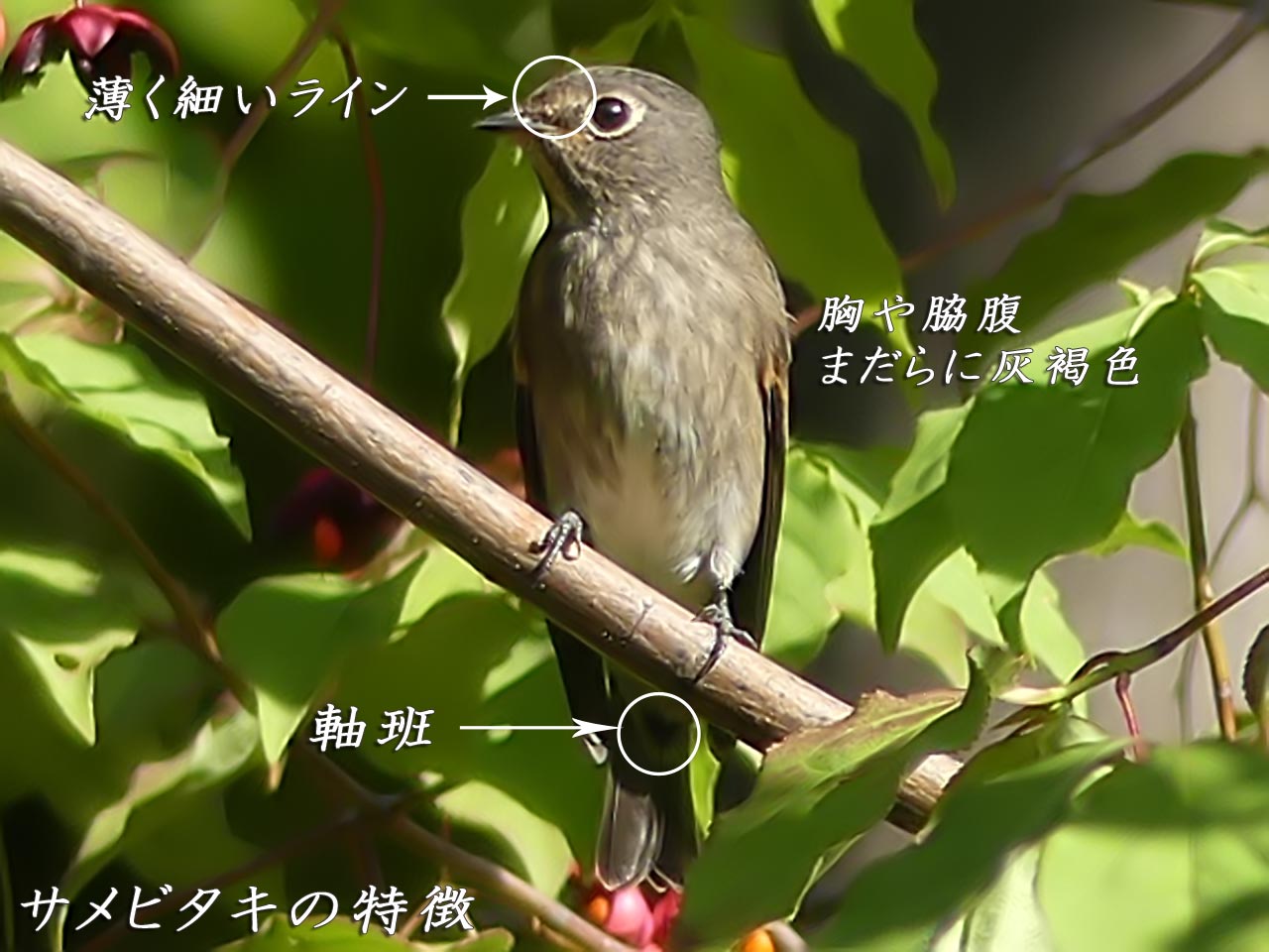 サメビタキの特徴画像。丸印にて特徴を解説。