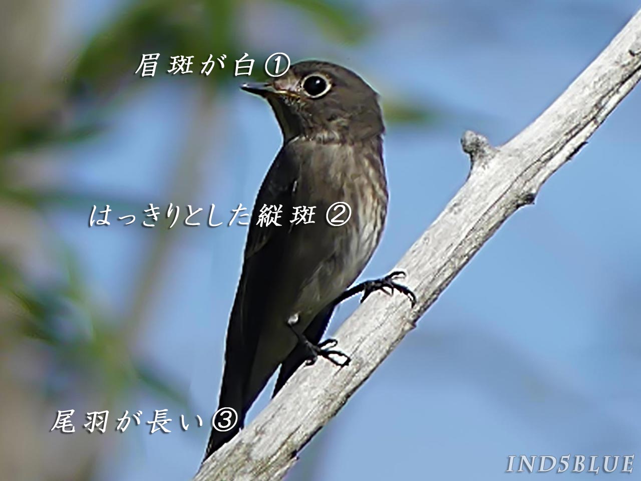 エゾビタキの特徴画像。番号にて特徴を解説。