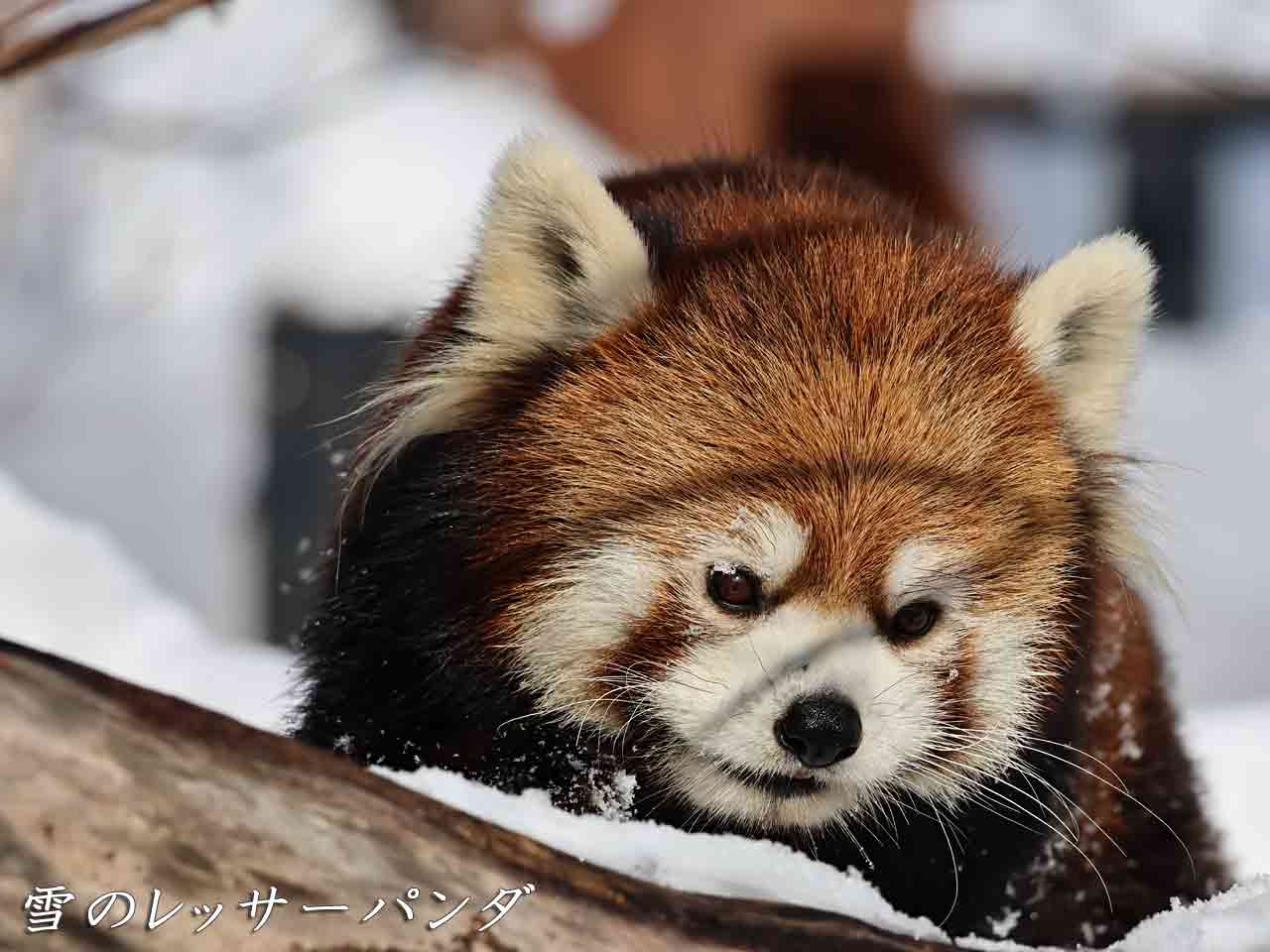 雪のレッサーパンダ