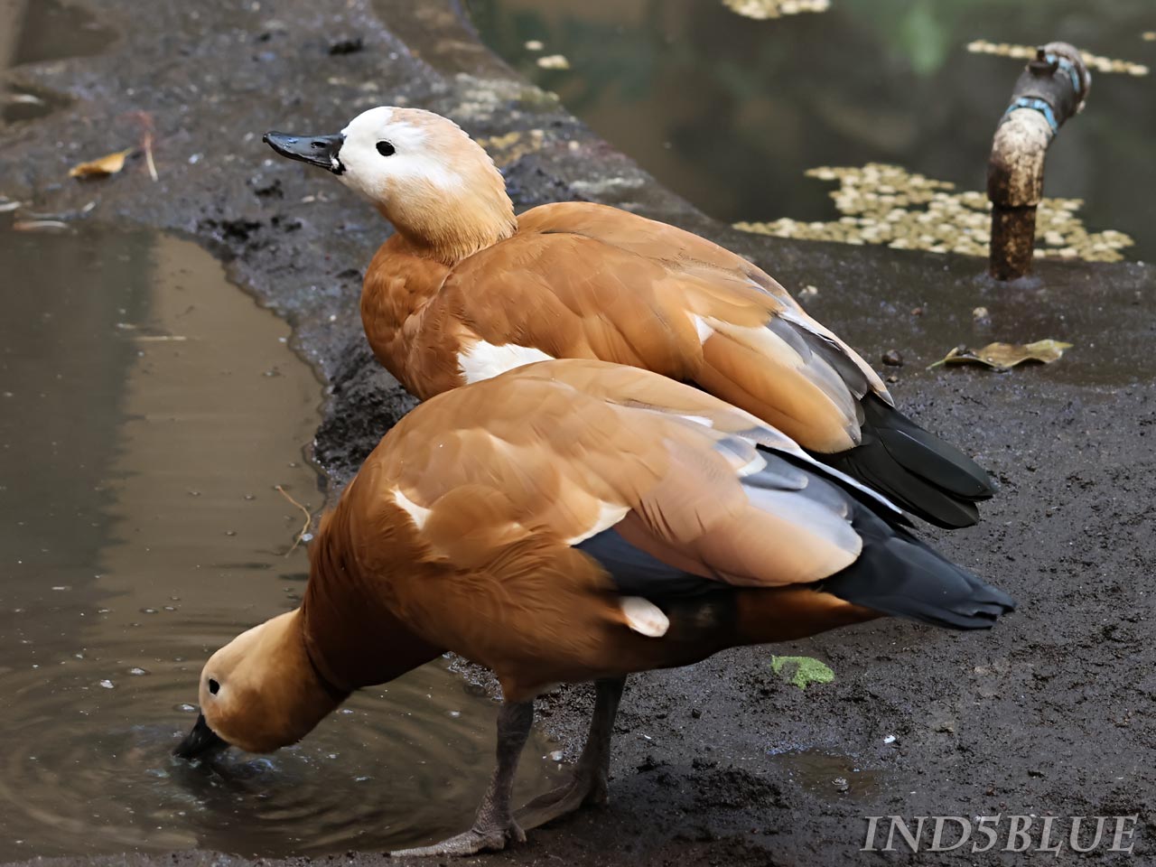 アカツクシガモ、鳴き声(さえずり)