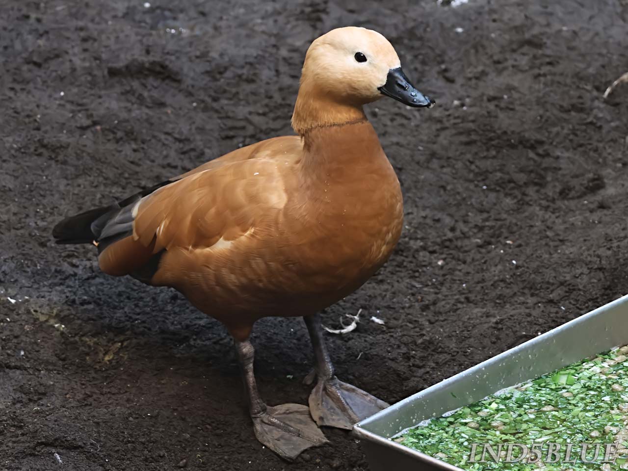 アカツクシガモの毛色（橙褐色の体、黒い尾羽、白い翼雨覆）