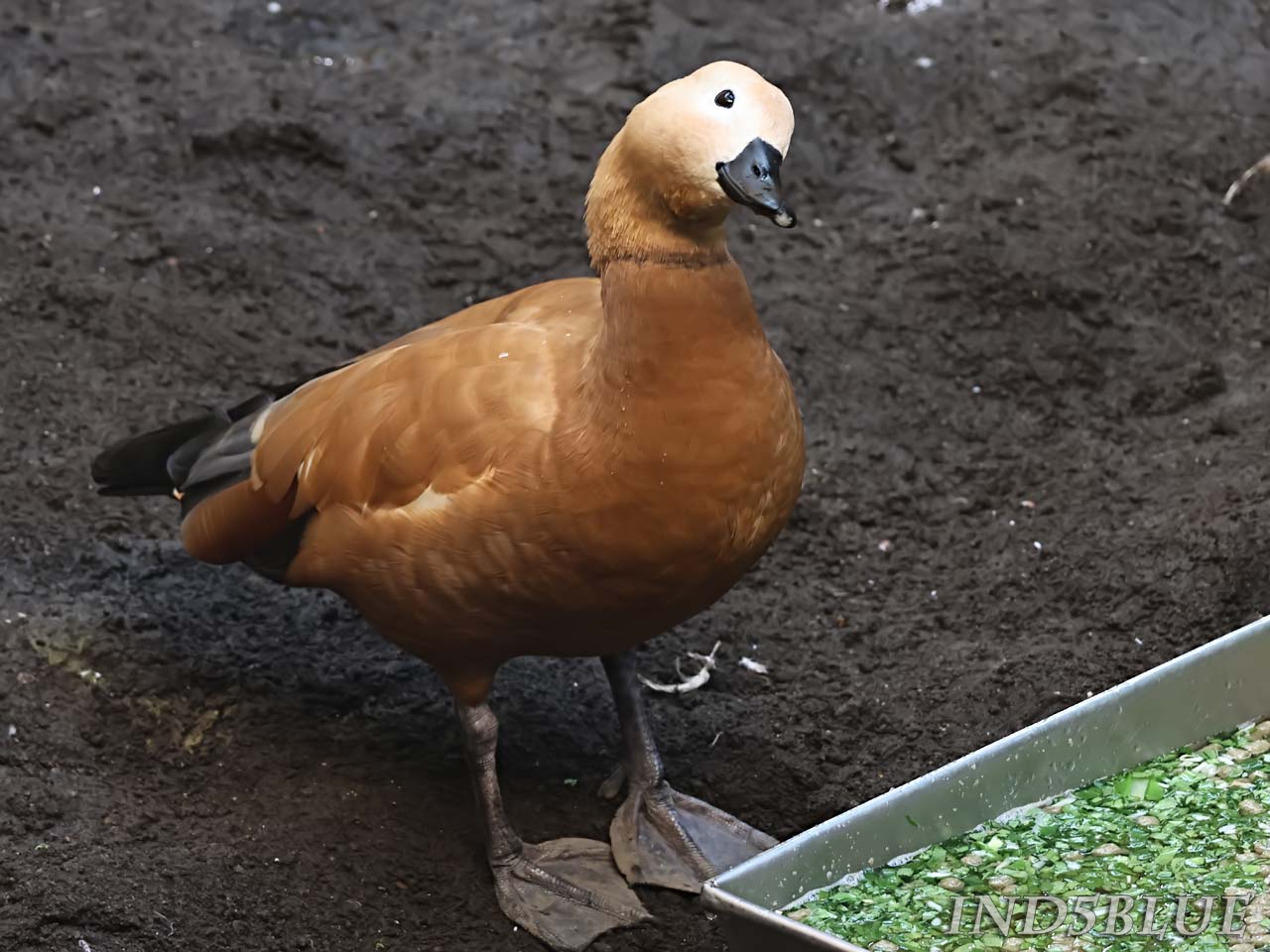 アカツクシガモの名前の由来（赤筑紫鴨、橙赤色の羽から）