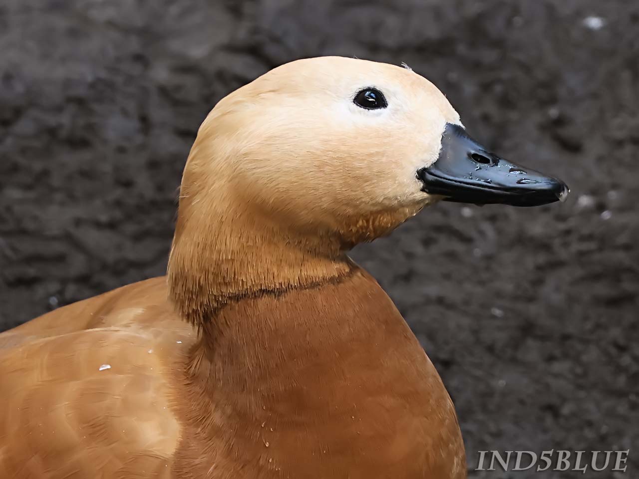 アカツクシガモの繁殖期（春〜夏、崖や木の裂け目に営巣）