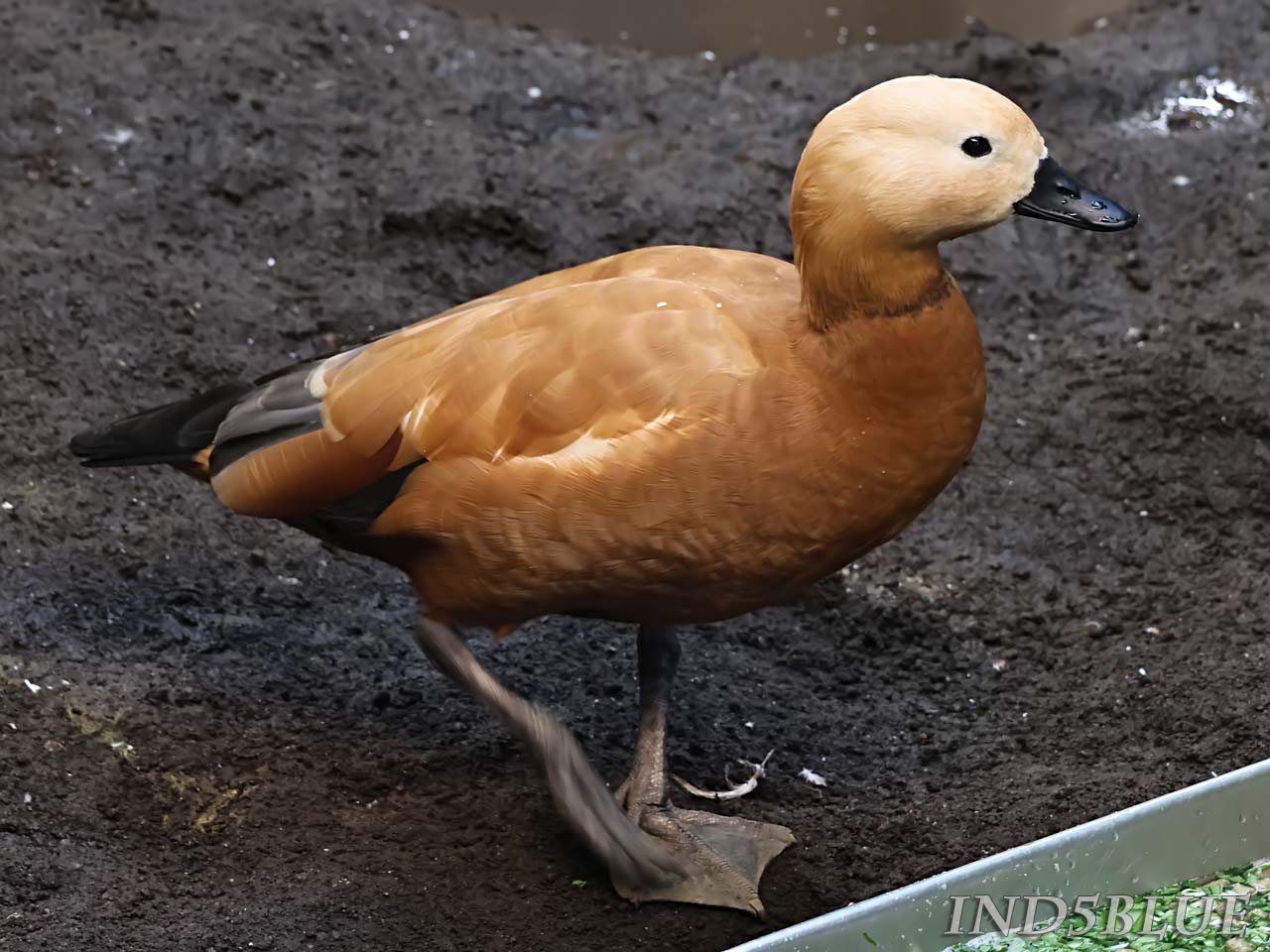 アカツクシガモの主食と寿命（草や昆虫を食べ、寿命は約10〜15年）