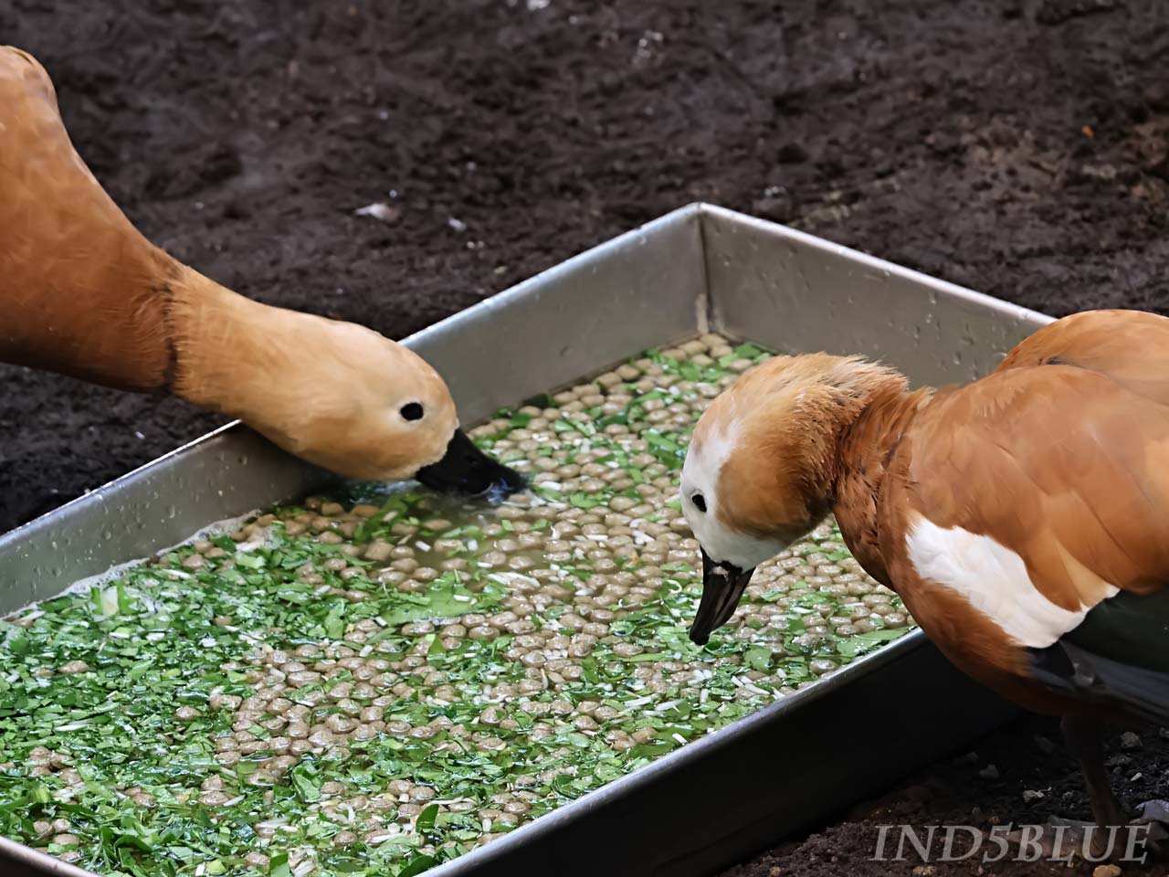 餌を食べるアカシックガモ