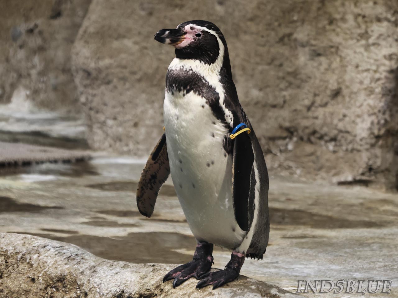 立っているフンボルトペンギン