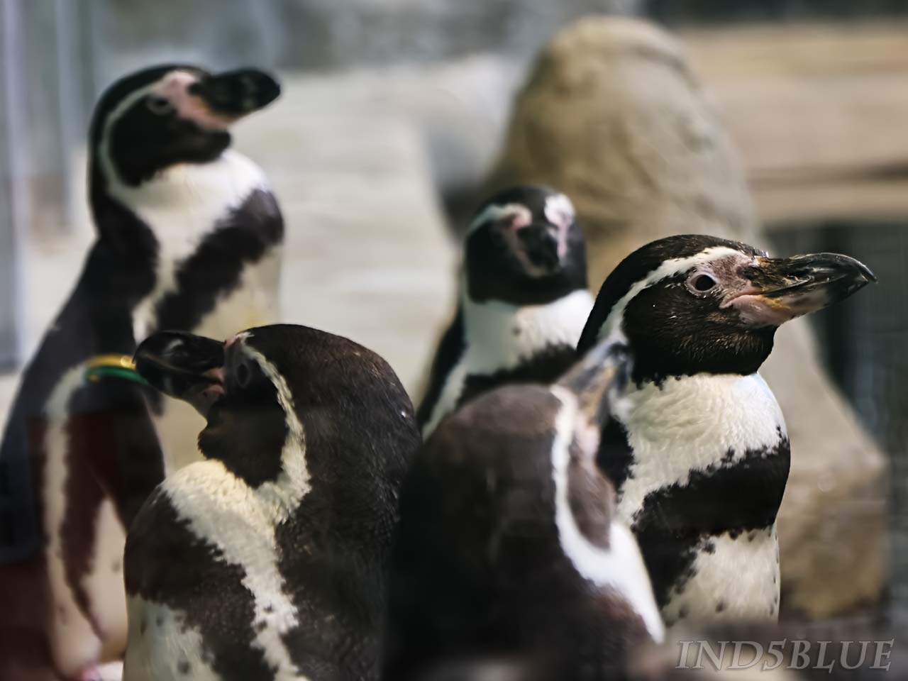 フンボルトペンギンの顔