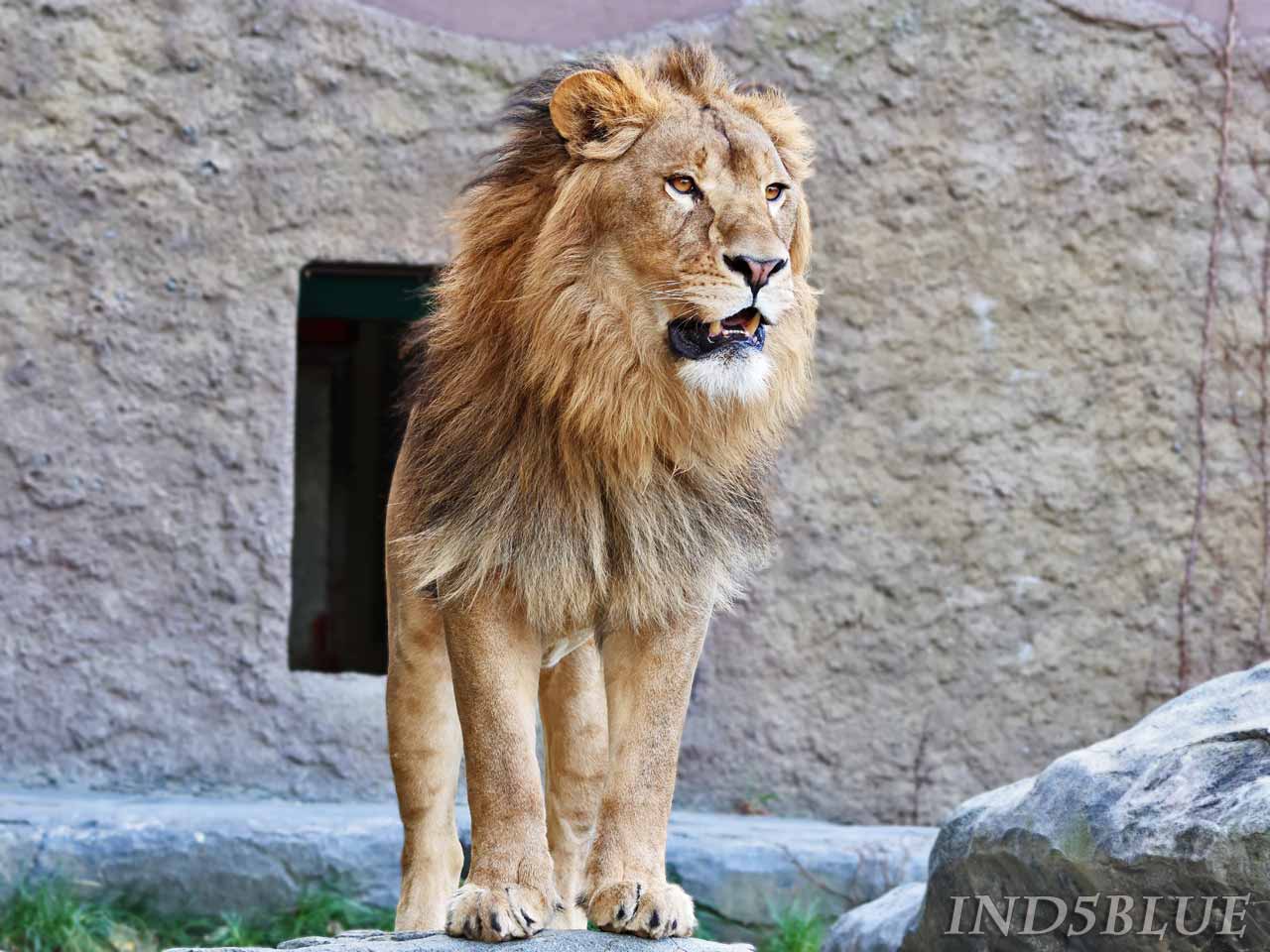 屋外で立つ、ライオンのオス