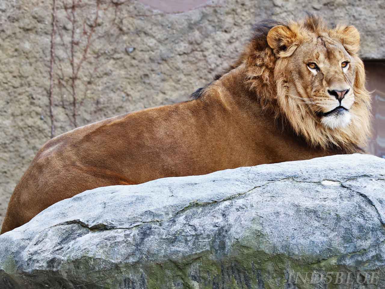 石の横たわるライオンのオス
