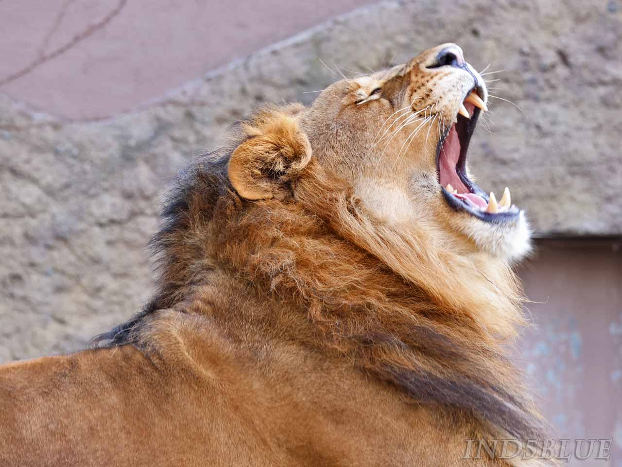 大きな口を開けるライオン