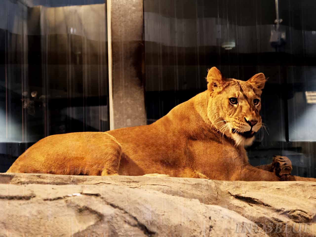 ライオンのメス