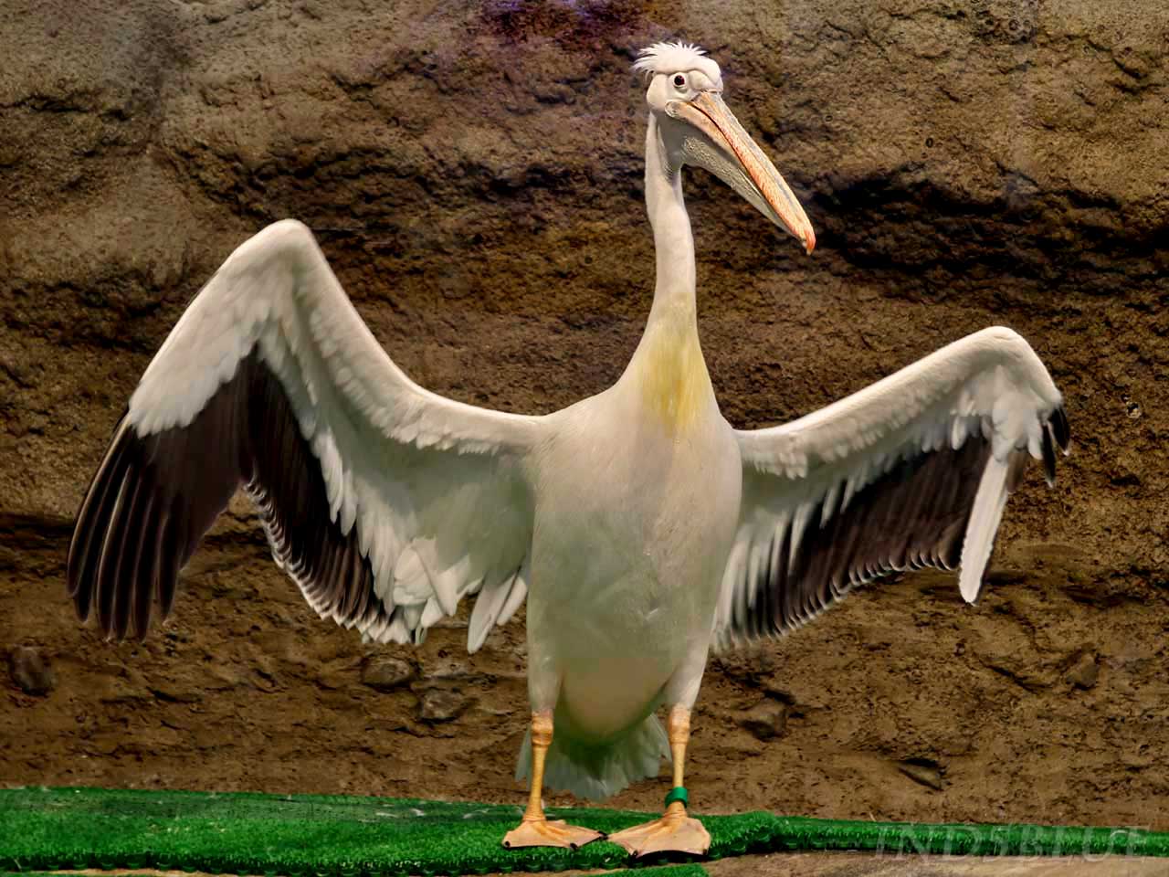 モモイロペリカン、羽の色と構造