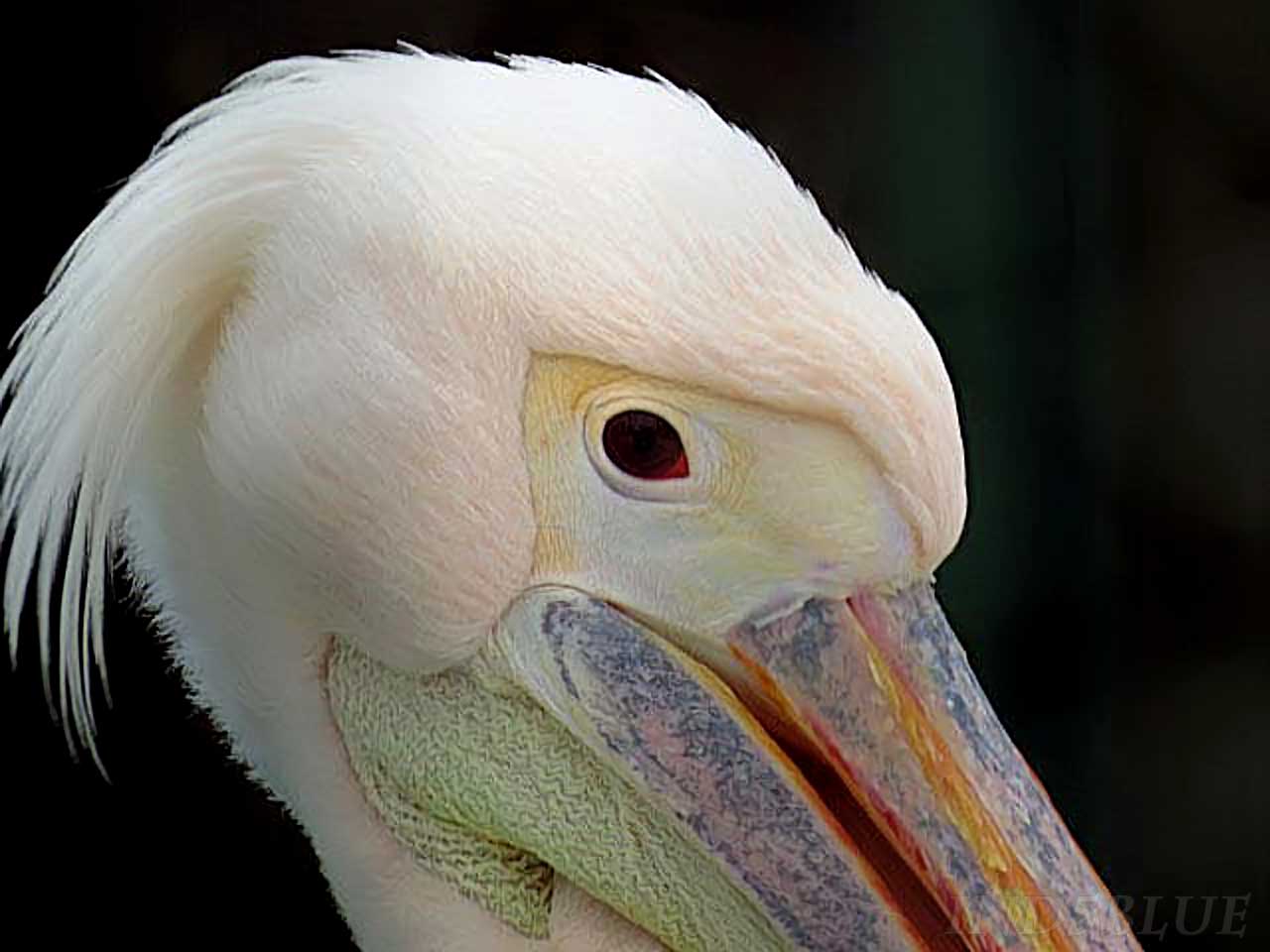 モモイロペリカンの顔