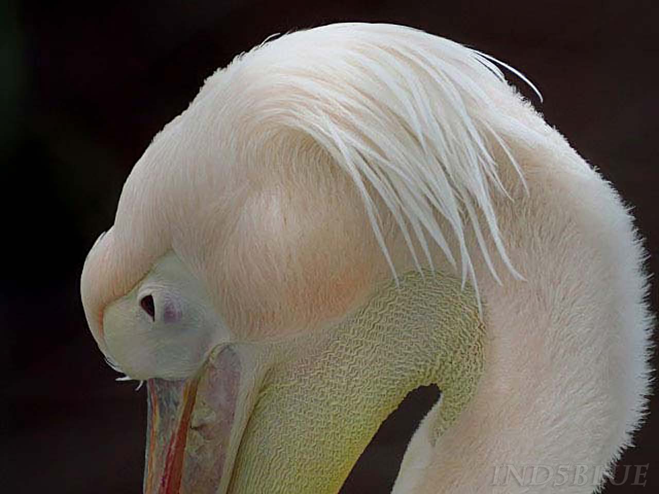 モモイロペリカン、頭部の毛