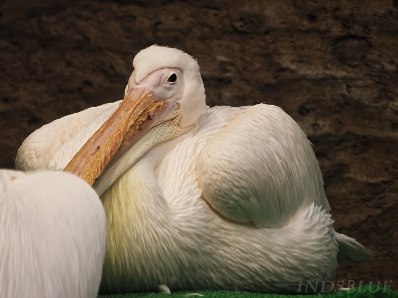 モモイロペリカン、座っている様子