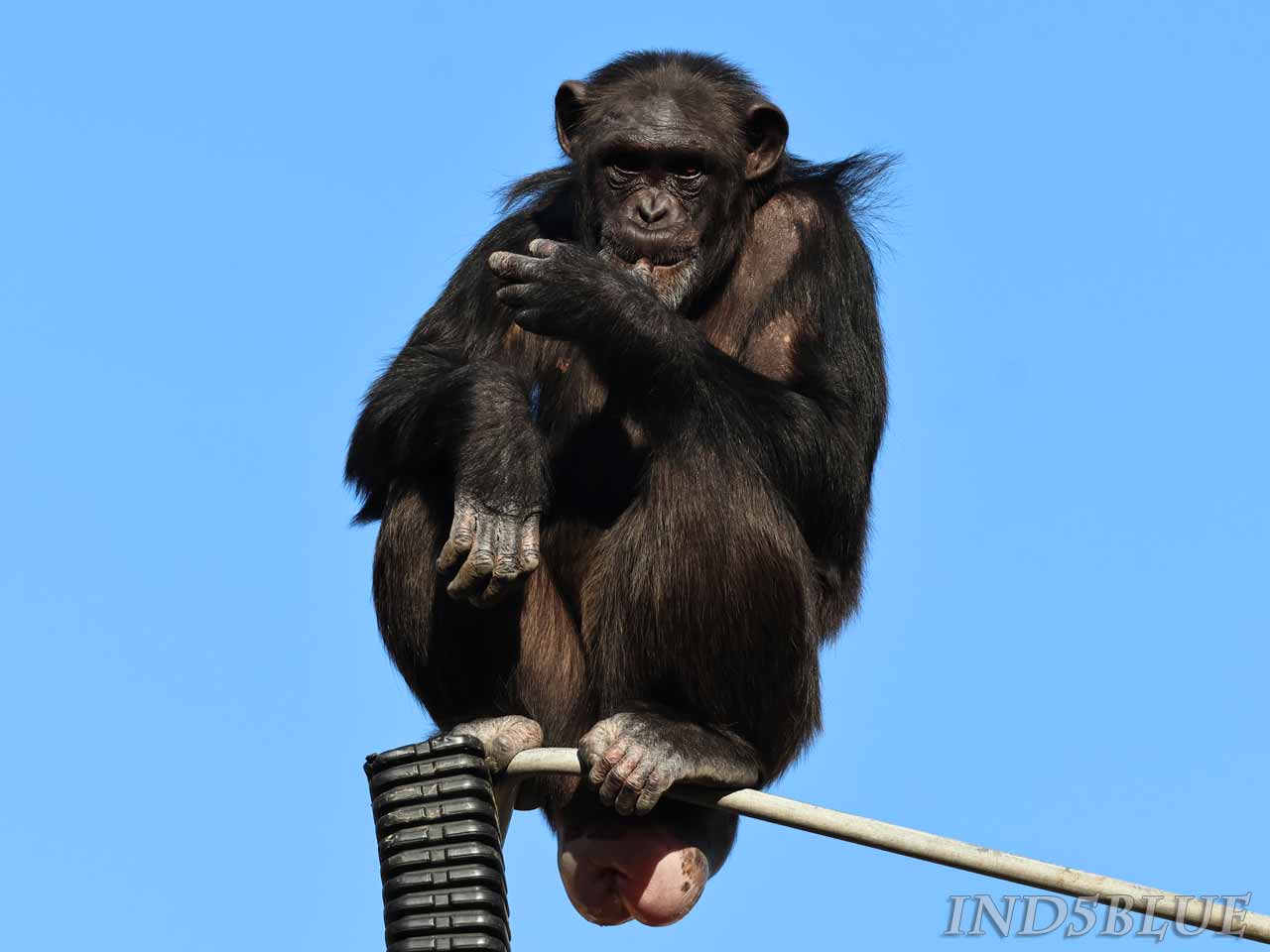 高い所にいるチンパンジー