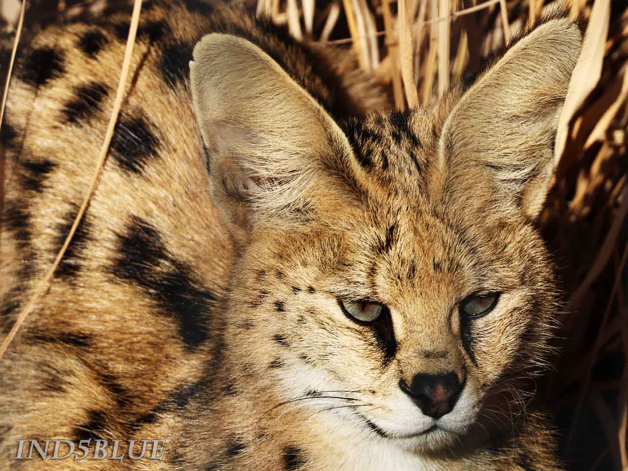 サーバルキャット、羽色