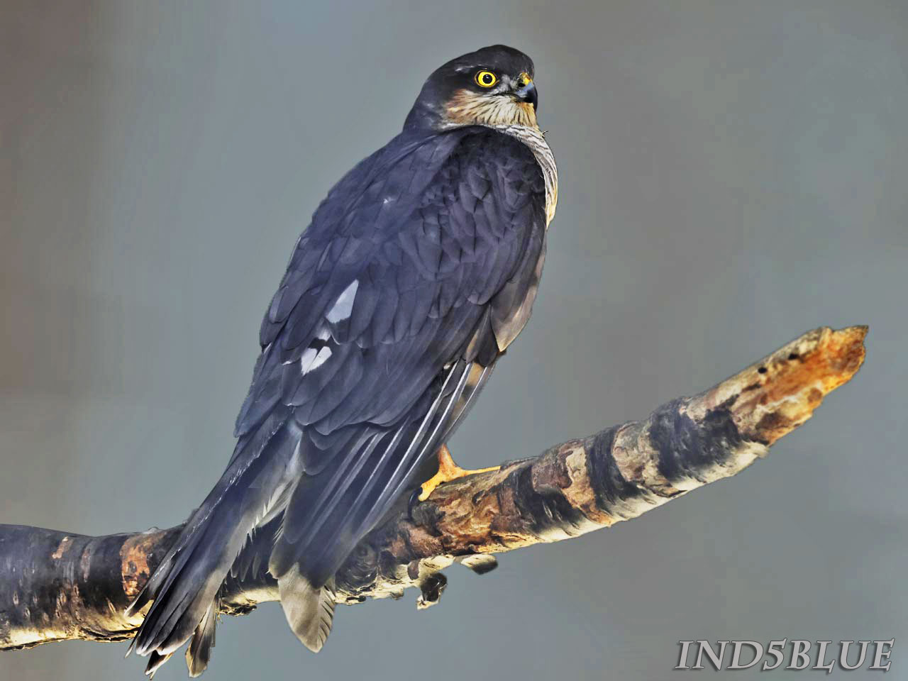 オオタカ、全身図