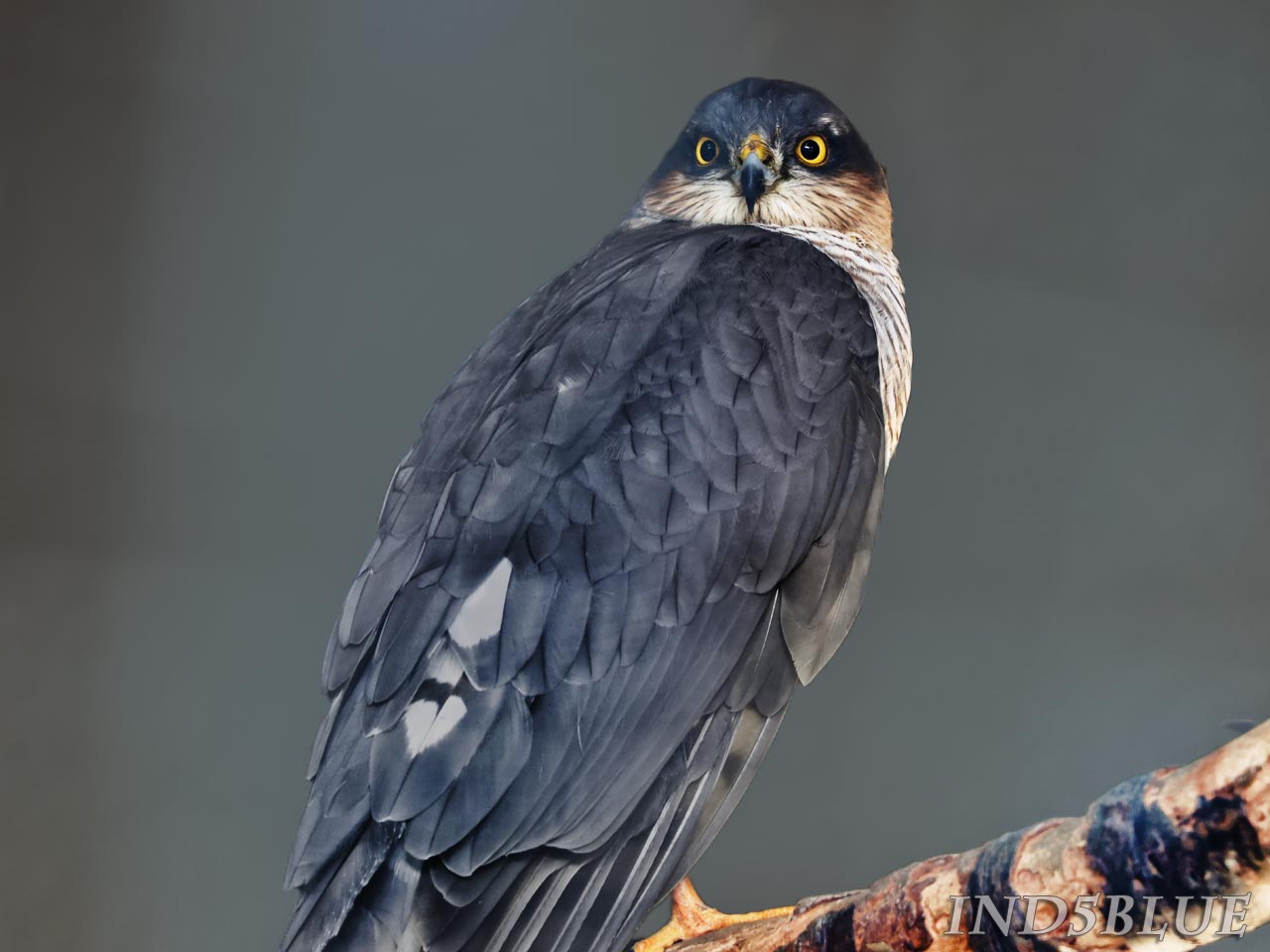 オオタカ、毛色