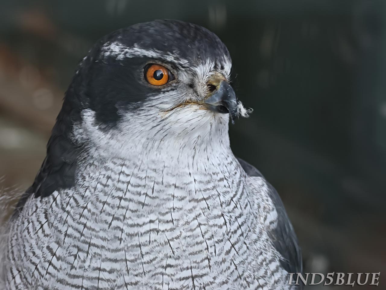 オオタカ、顔のズーム