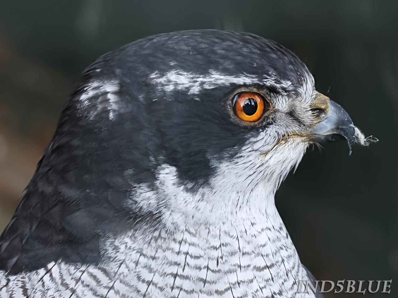 オオタカ顔、オレンジの瞳