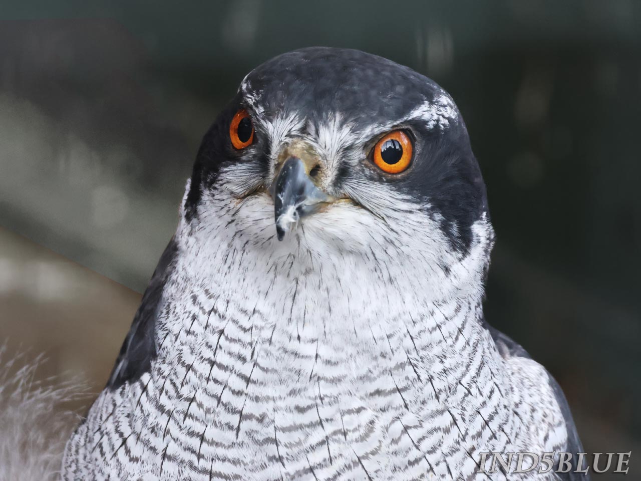 オオタカ顔、オレンジの瞳