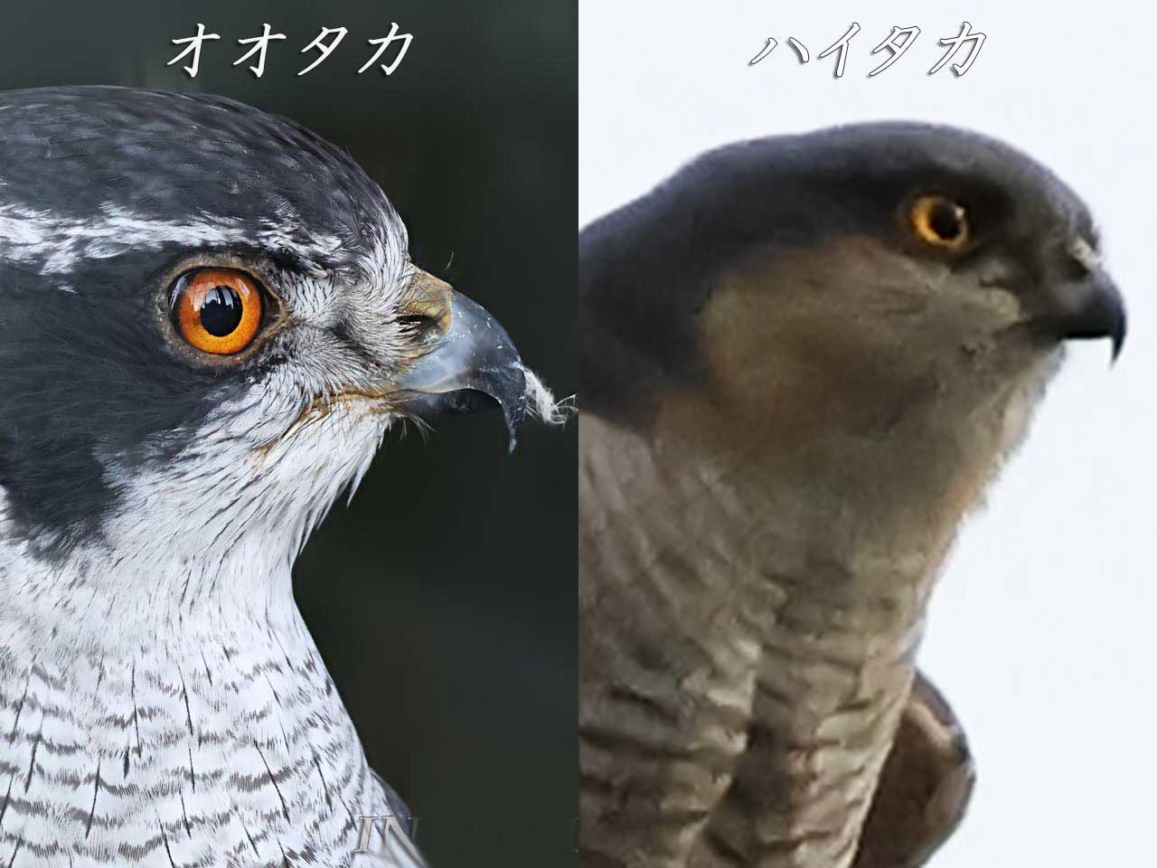 オオタカとハイタカの見分け方、左右に分けて紹介