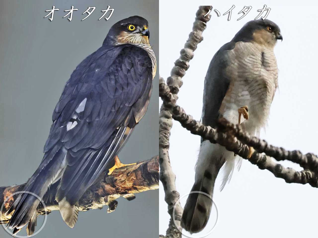 オオタカ、ハイタカの尾羽、毛色と体型