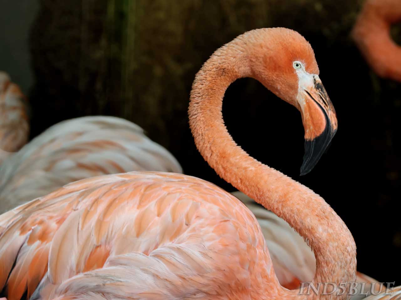 ベニイロフラミンゴ