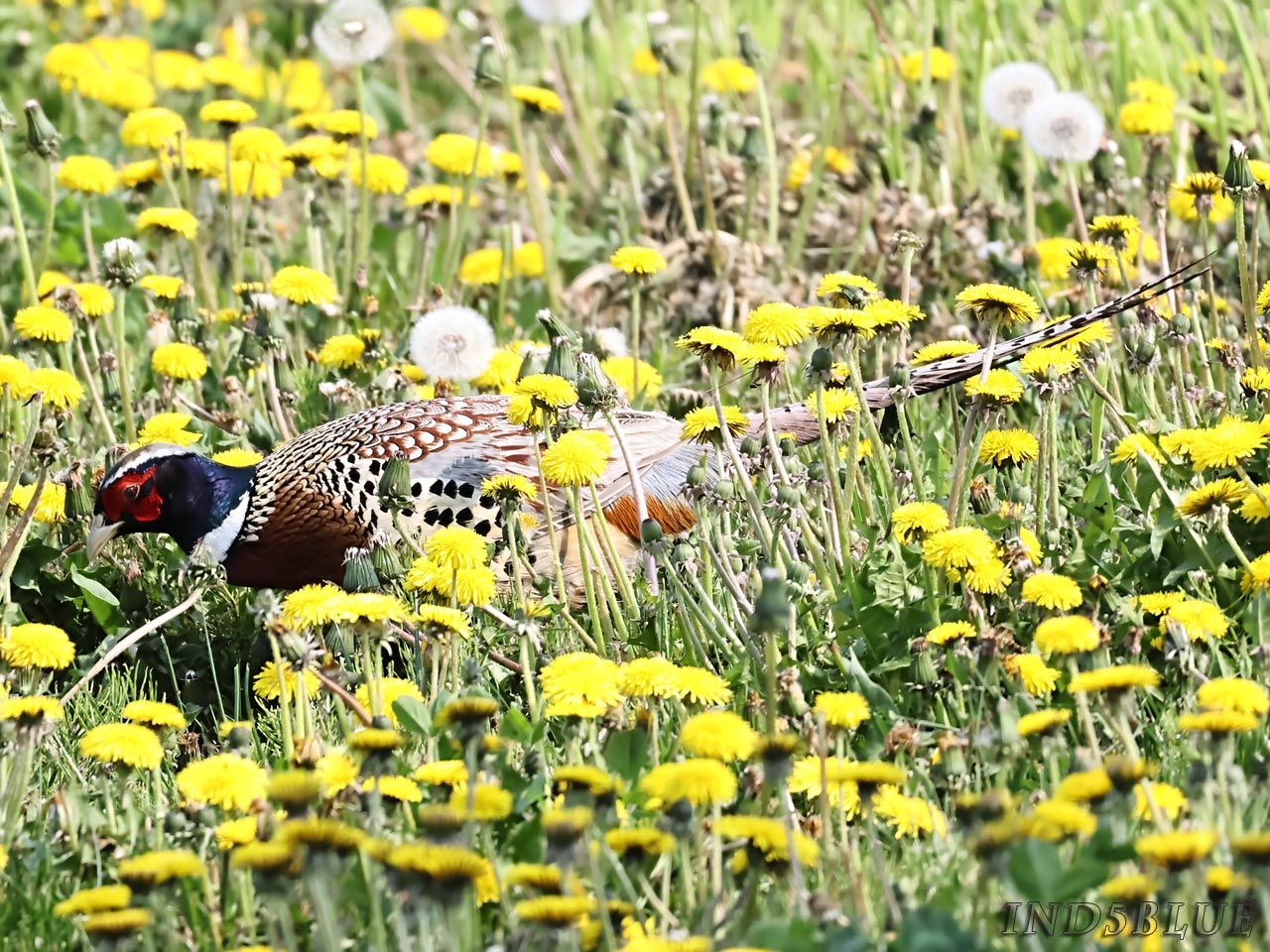 花畑を歩くコウライキジ