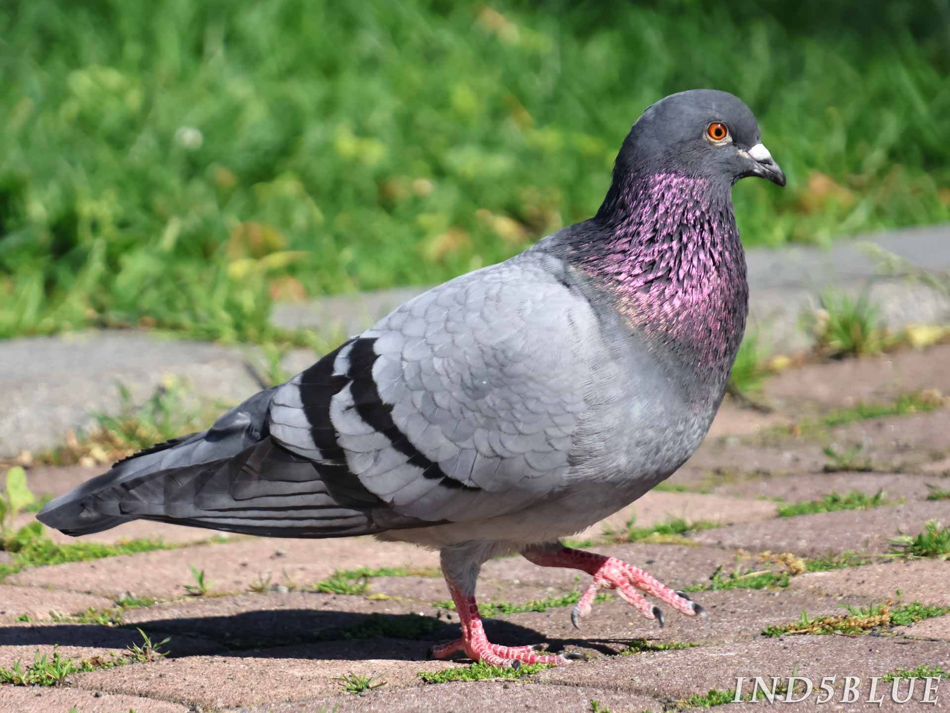ドバト(カワラバト)の特徴を記載