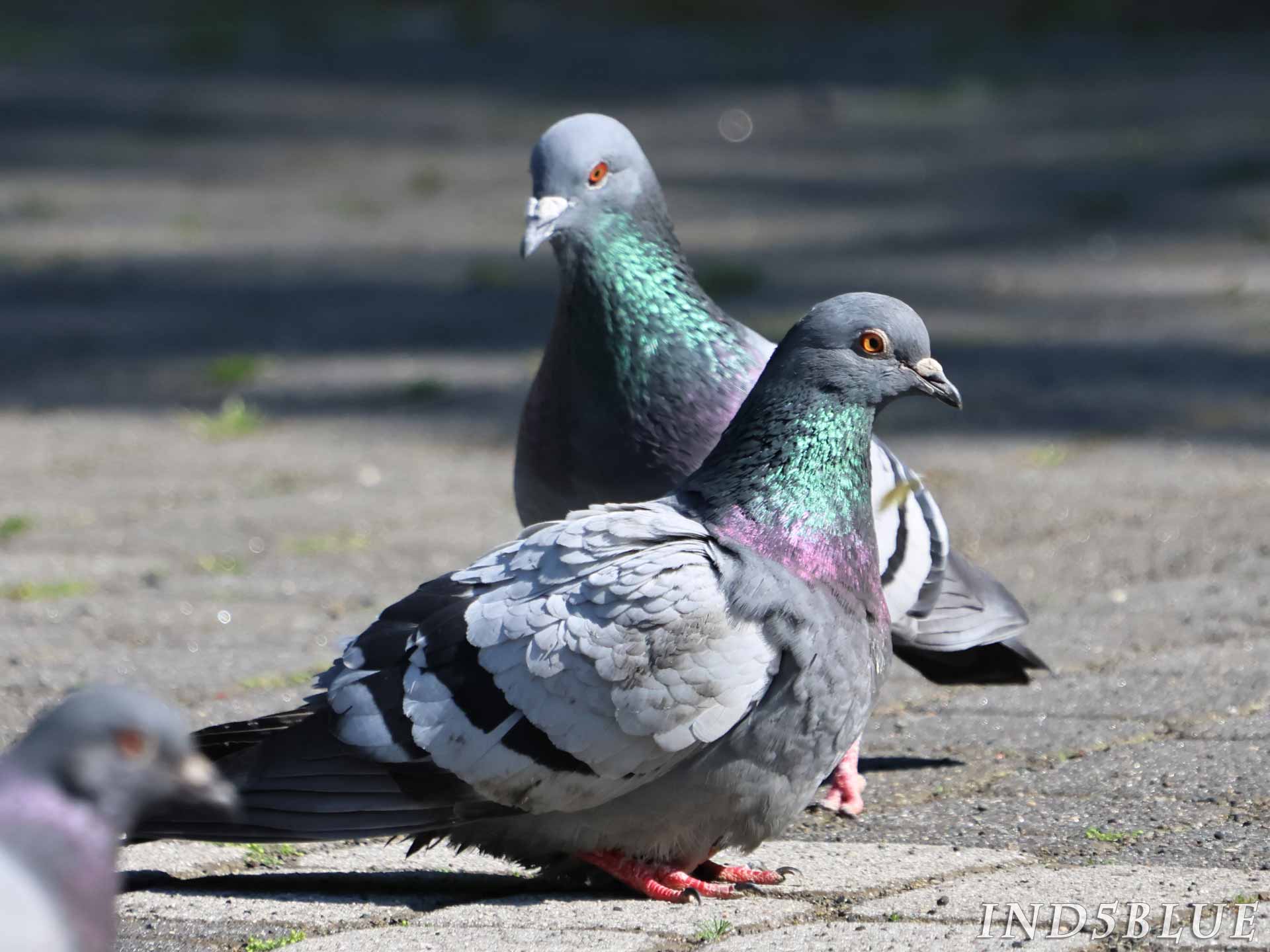 ドバト(カワラバト)の構造色の説明
