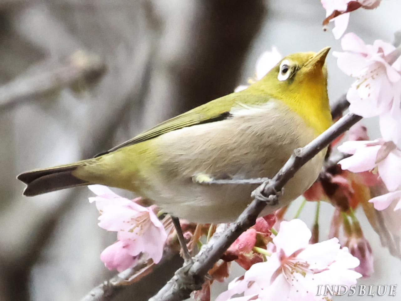 メジロ、目の周りが白