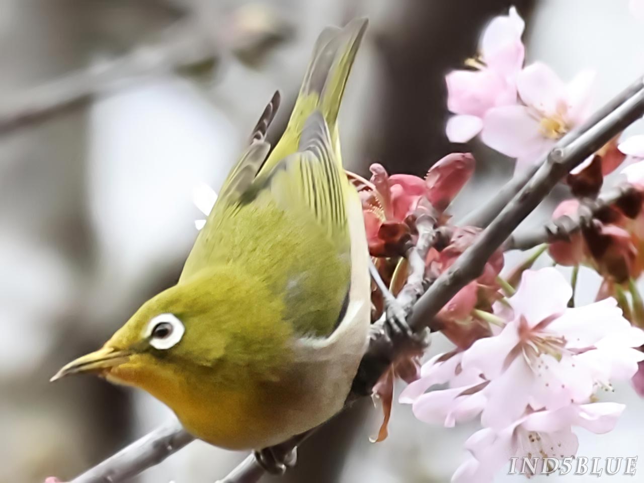 メジロの少し出た舌