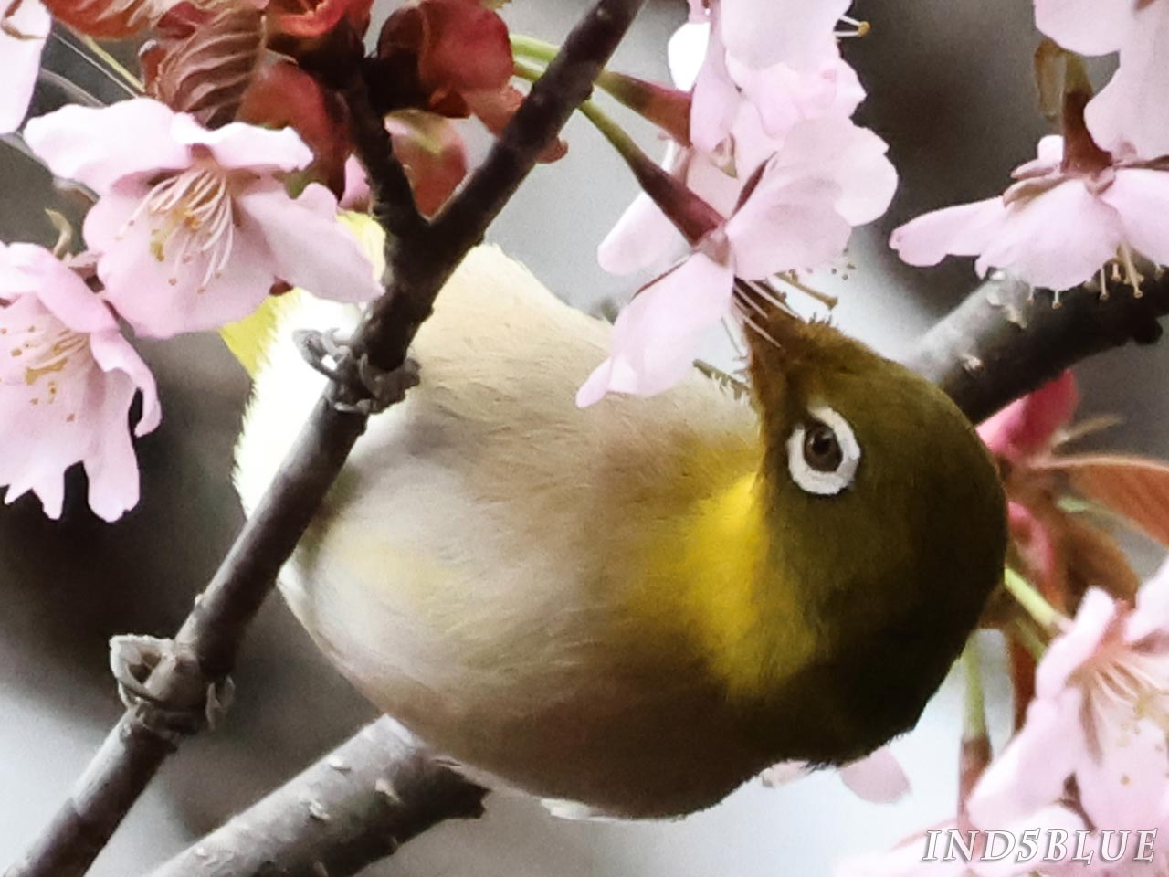 桜の蜜を吸うメジロ