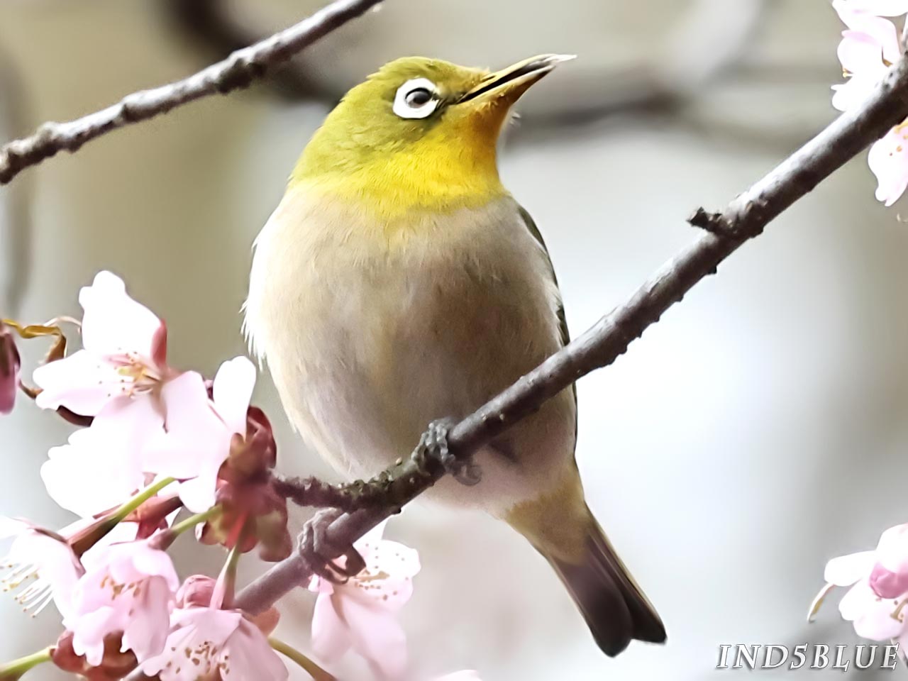 少し舌を出す、メジロ