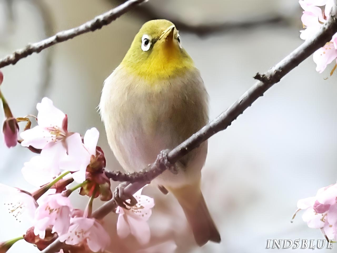 正面を向く、メジロ