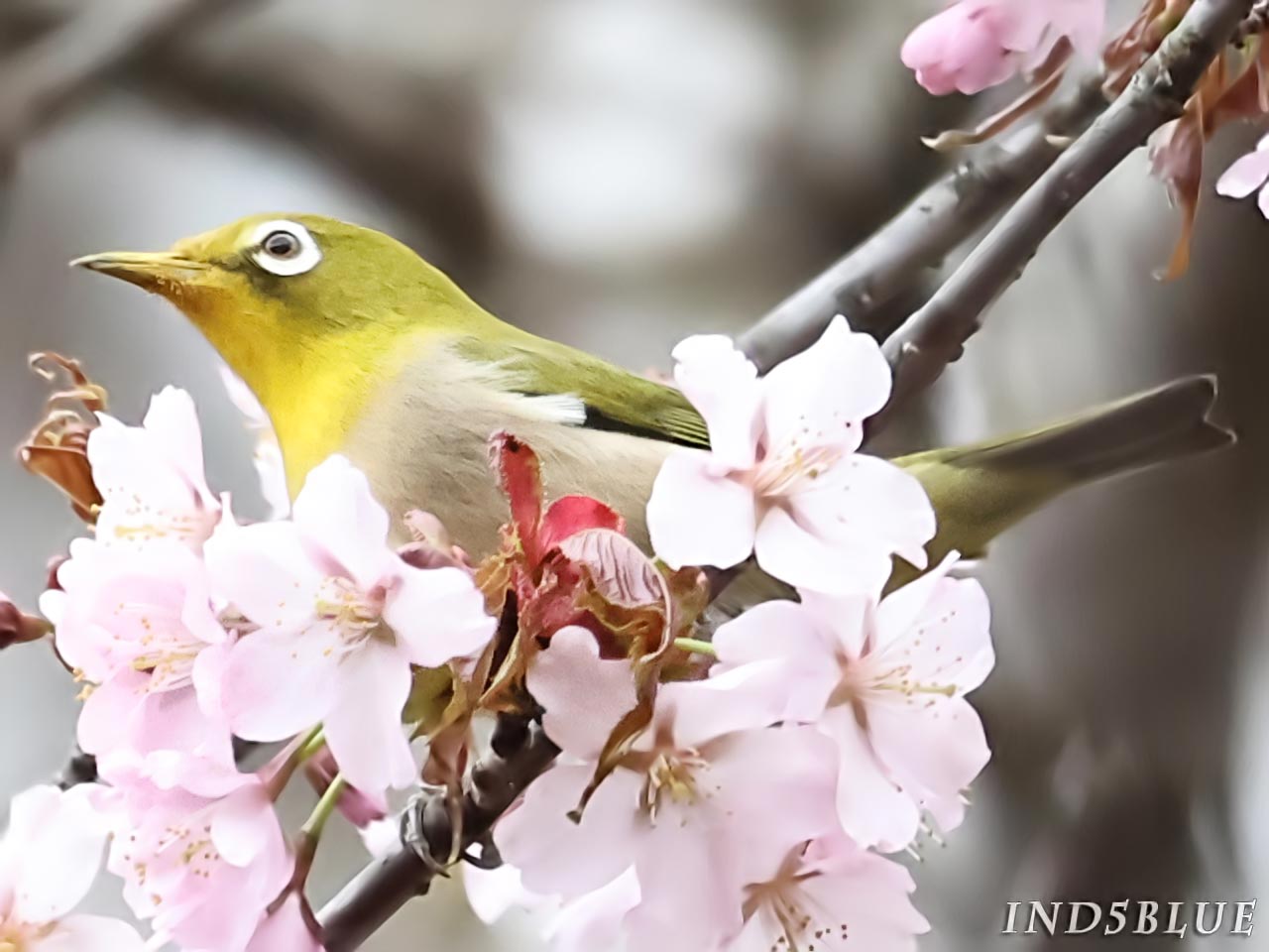 桜の上に乗るメジロ