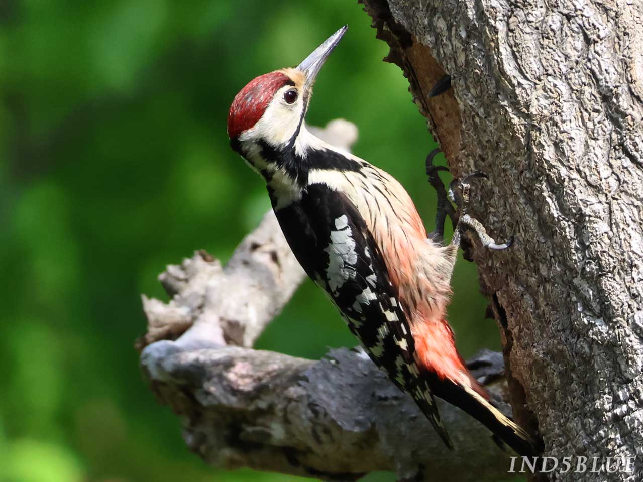 オオアカゲラ、オス
