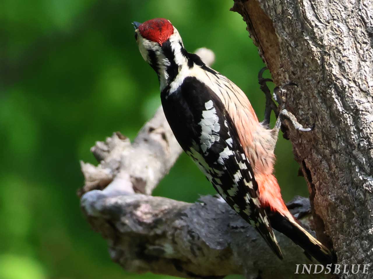 オオアカゲラ、頭部が赤いオス