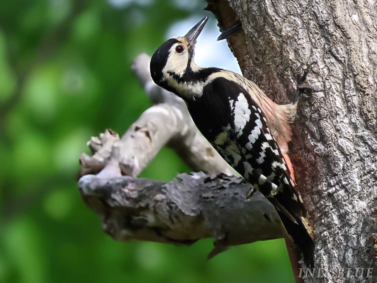 オオアカゲラ、頭部が黒いメス