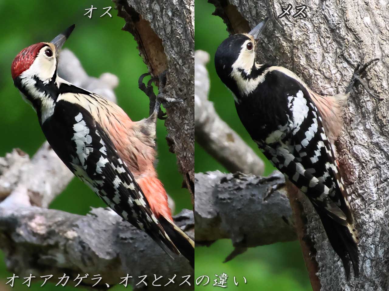 オオアカゲラ、オスとメスの違い