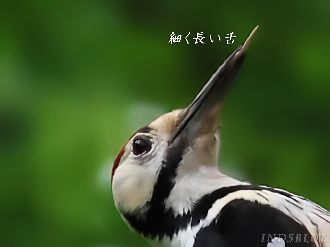 オオアカゲラの長く細い舌