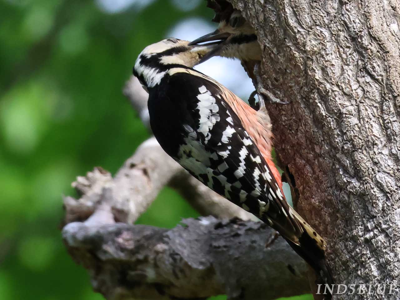 オオアカゲラ、ヒナへの給餌シーン