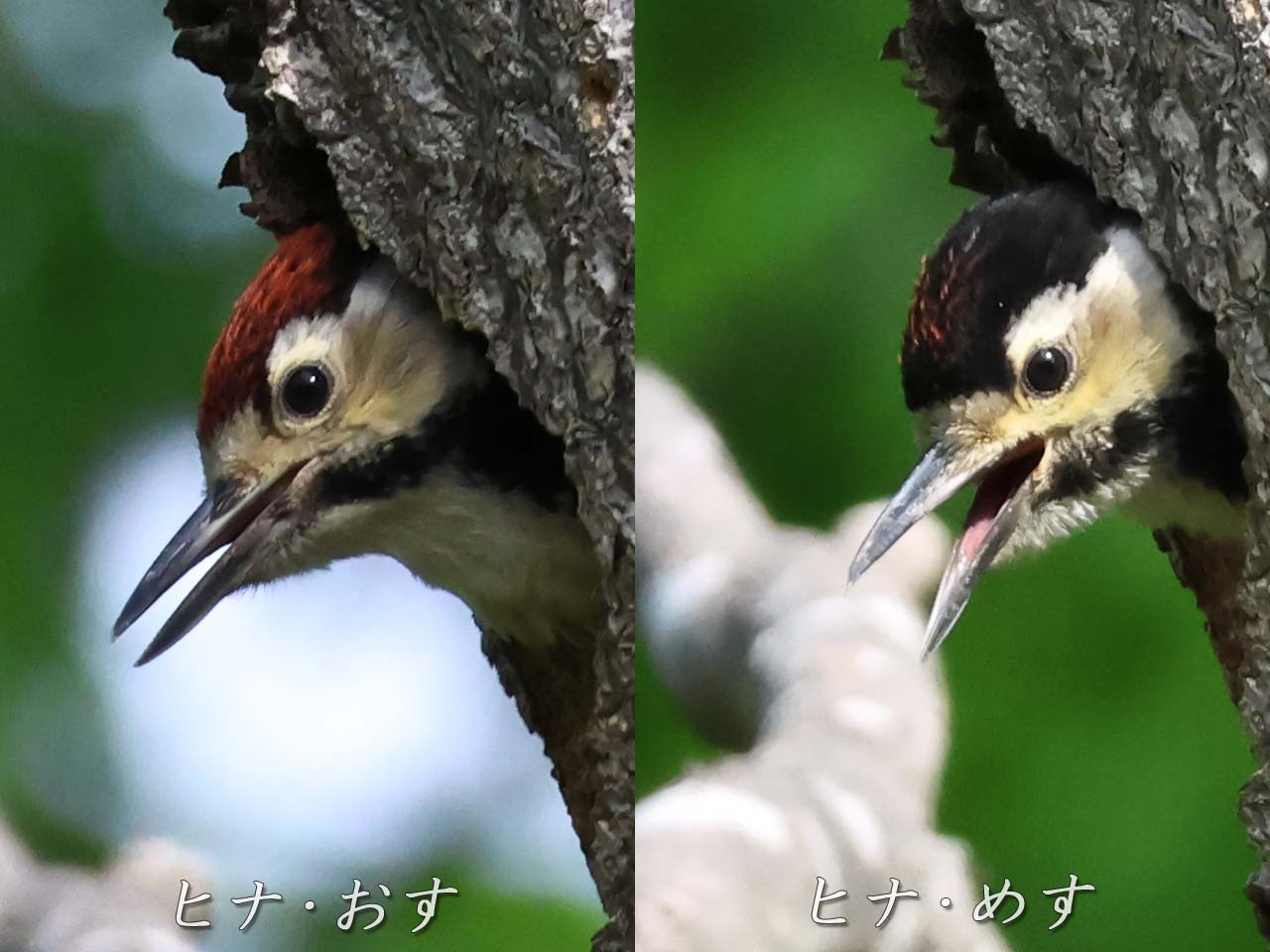オオアカゲラ、ヒナのオスとメスの違い