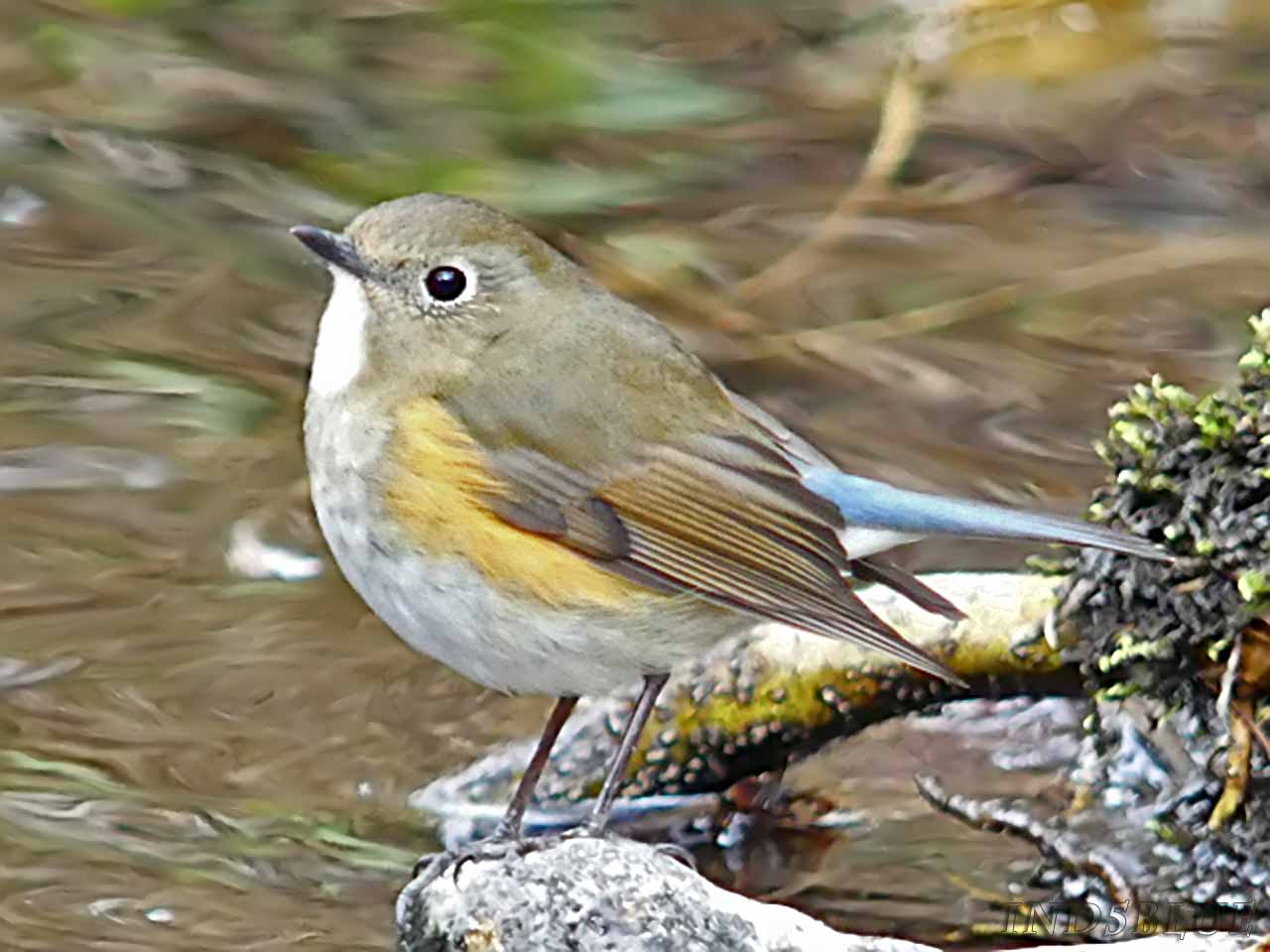 ルリビタキ、メス